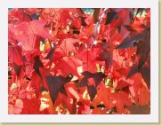 2005-10-28 14-10-21 DeYeuro 112,7mm 1_100_eme F5,6 * 2042 x 1532 * (930KB)